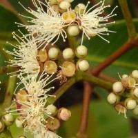 Syzygium caryophyllatum (L.) Alston